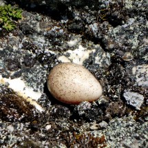 Egg on the way to 5050 meters high col Punta Cuyoc